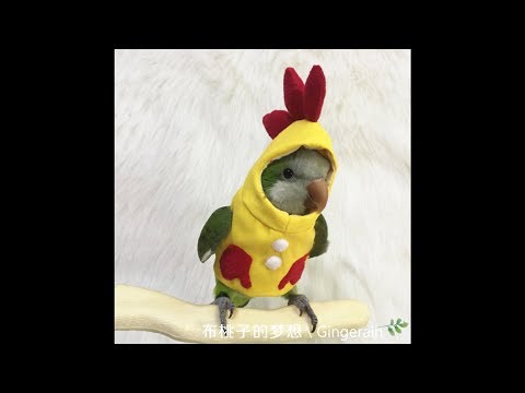 Vidéos drôles de perroquets || Vidéos drôles d'oiseaux - compilation