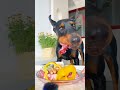Black Dog Eating Crunchy Food ASMR