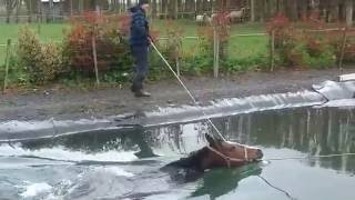 Swimming horses @ methven equine centre