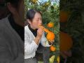 Orange Fruit So Fresh And Relaxing Life Fruit Beautiful Natural