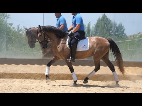 PRE HORSE FOR SALE,  160 CM - 3 YO BASIC RIDDEN