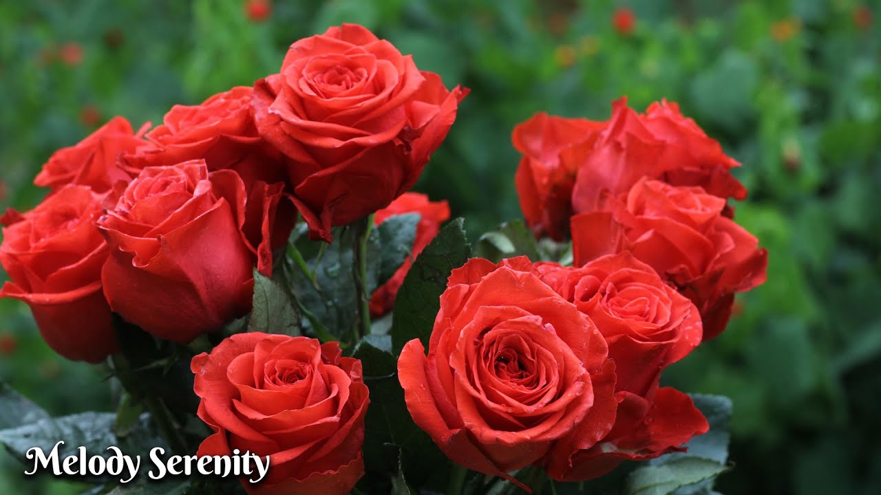 Music for the soul🌺You can listen to this music forever🌺Great music Sergey Grischuk #3