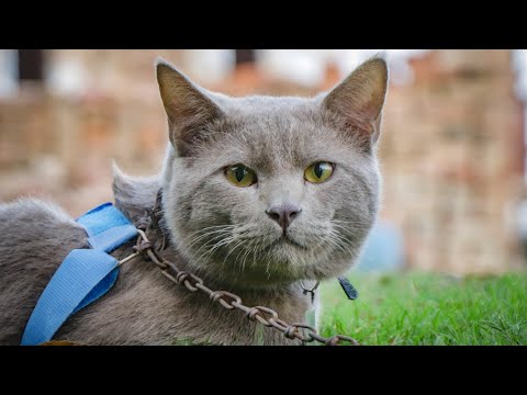 Sitara Sapna city, Cat show.