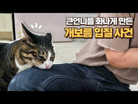 선처는 없다! 큰언니 물어서 바지 뚫어버린 고양이.. 진짜 큰일 남