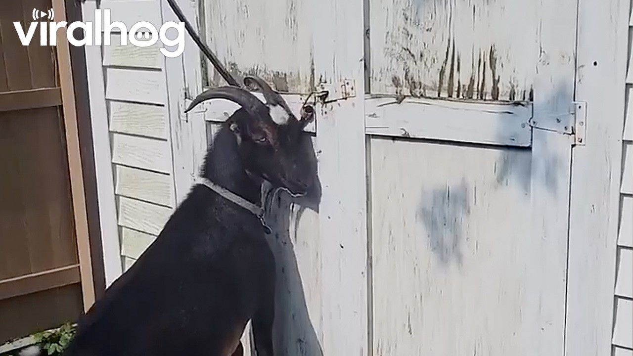 Smart Goat Opens Up His Hay House || ViralHog