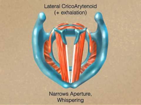 How the Larynx Produces Sound
