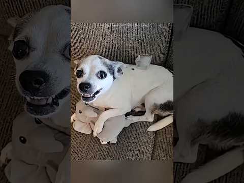 Dogs React to Ice Cubes 😂🐶 #cats