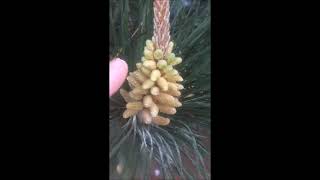Educational videos  on nature (Pine tree shedding pollen)