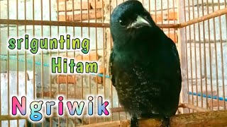 Download lagu srigunting hitam ngriwik mp3 Download lagu srigunting hitam ngriwik mp3