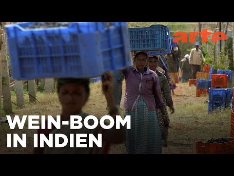 Indien: Die Trauben der Moderne | Die wunderbare Welt der Weine | ARTE Fernweh