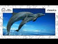World Animal Adventure Part 2 Animal Videos For Kids Baby Einstein