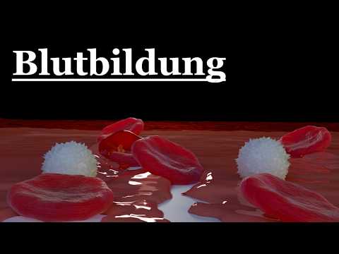 Was ist Blut und in welchem Organ entsteht es? | 3D-Animation