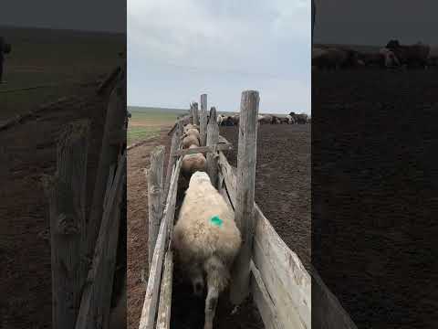 , title : '🎨🐏🐑 #youtubeshorts #farmer #tiktok #калмыкия #reels #shortsclip #ufc #horse #kalmykia #viral'