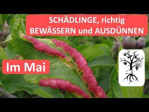 Obstgarten im Mai - was gibt's zu tun? Richtig bewässern, ausdünnen + häufige Schädlinge