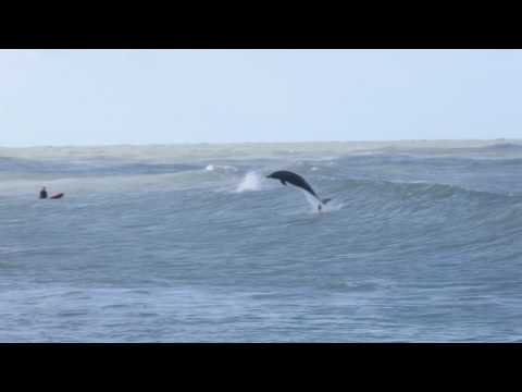 Dolphins Showing Surfers how it's done at Venice Beach Florida