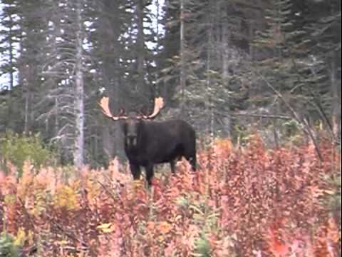 Moose Hunting Techniques