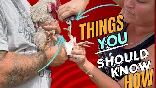 Remove These Things!! Rooster Spur Removal How To!  NPIP Testing for Making Money on the Farm!