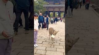 鹿が紙切れを食べ始めた。奈良公園！ #deerpark #narapark #naraparkjapan #deer #park #viralvideo #short #動物園