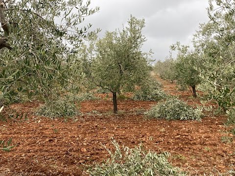 Rezidba masline pred vegetaciju