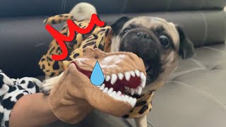 【パグ】面白い顔可愛い顔#犬 #dog