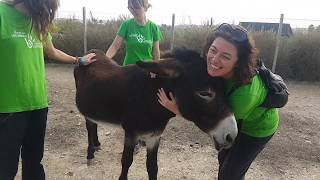 INTERVENCIONES ASISTIDAS CON BURROS -
ASINOTERAPIA
Alicante, Semana Santa 2019
