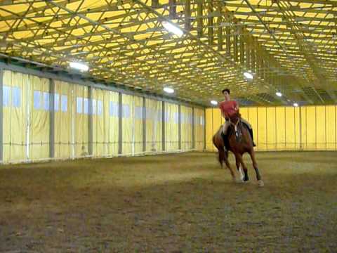 Dollaro de Villanova - Galoppo