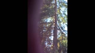 preview picture of video 'The Guy From Pittsburgh  ( tm )  San Francisco Bay Area : Martinez  Redwood tree dies !     !!!'