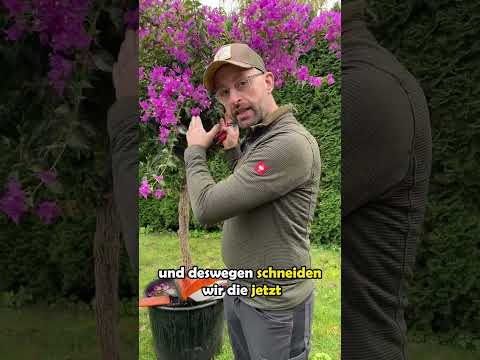 Pflanzen überwintern und vorbereiten