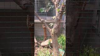 Download lagu Aviary | Iguana | Koloni #shorts #ytshorts #reptile #subscribers mp3