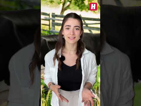 Wanderer melken Kuh auf Alm