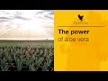 The Power Of Aloe Vera Forever Living UK Ireland
