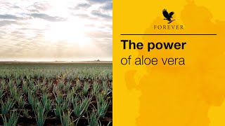 The Power of Aloe Vera   Forever Living UK & I
