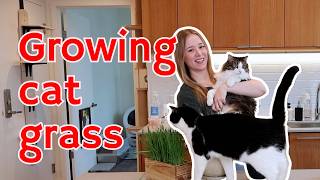 Growing cat grass step-by-step | will Agnes and Steven love it?
