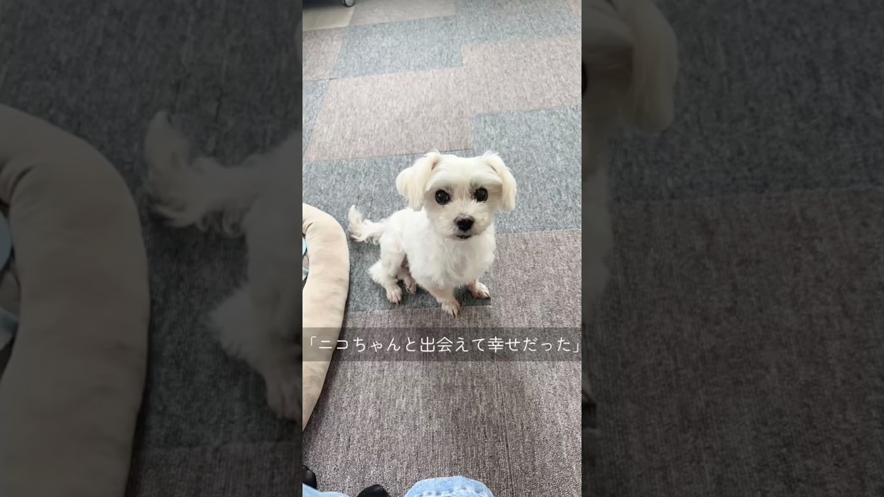 保護犬 虹の向こうで、また逢おうね#保護犬 #shorts #可愛い