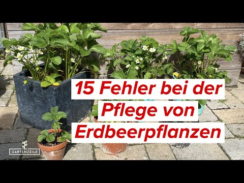 , title : '15 Fehler beim Anbau von Erdbeeren die du unbedingt vermeiden solltest!'