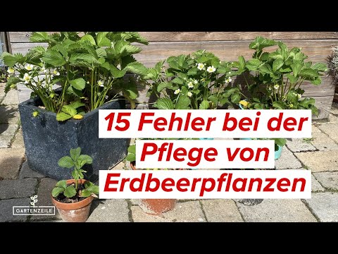 15 Fehler beim Anbau von Erdbeeren die du unbedingt vermeiden solltest!