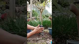 Download lagu CARA MENANAM JERUK YANG BENAR mp3