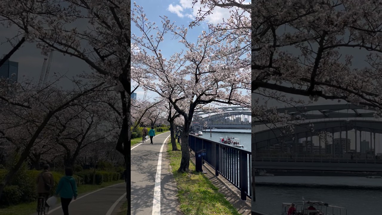 SAKURA Cherry Blossoms and River at Osaka #shorts