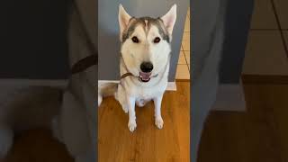 THIS TRICK WILL CALM YOUR HUSKY DOG DOWN!!!
