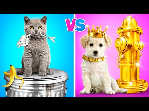 Rich Dog VS Poor Cat | My Dog Runs a Squid Game