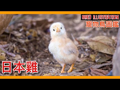 寵物雞品種