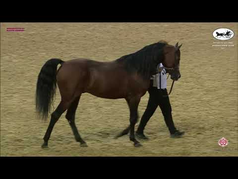 N 385 SHARAF AL SHAHANIA   Qatar National Arabian Horse Championship 2021   Stallions 7 10 Years Old