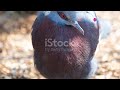 Birdwatching In Paradise Papua New Guinea S Avian Wonders Animal2024 Wildlife