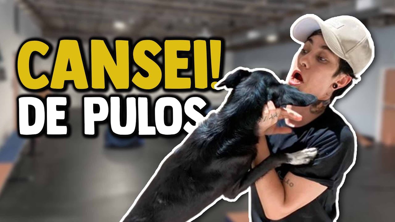 Como ensinar meu cachorro a parar de pular | A verdade que nenhum vídeo te contou