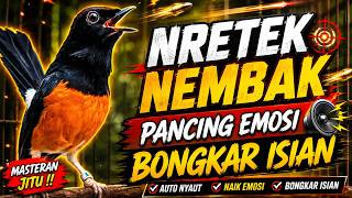 Download lagu MURAI BATU NRETEK NEMBAK GILA‼️ PANCING EMOSI AUTO BONGKAR ISIAN  MASTERAN MURAI BATU GACOR mp3