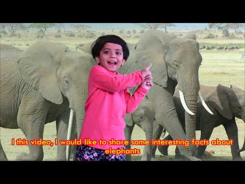 Elephant Facts for Kids | Interesting things about Elephants