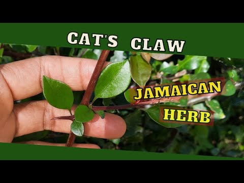 REDUCE Radiation CANCER Treatment SIDE EFFECTS with CAT'S CLAW & more  / Cat's Claw USES