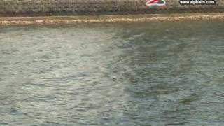 ガタピン 大分県 チヌ攻略 ボート編 1アングラー:緒方裕次郎