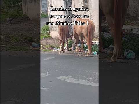 Simões Filho,  Bahia, cavalos soltos na rua rasgando lixo, #égua #cavalos #cavalgada #prefeitura #7k