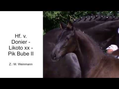 Hf v Donier x Likoto xx x Pik Bube II 2020
